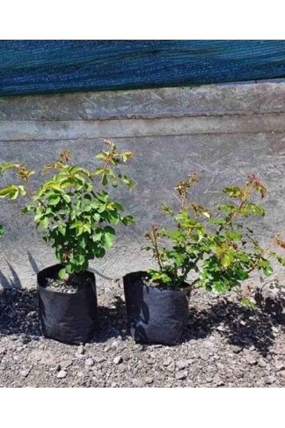 Роза Грин Фэшн – саженцы в контейнере